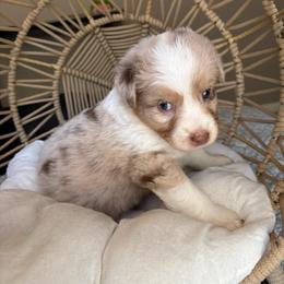 Sadie - Red merle female Australian Shepherd puppy in Grants Pass, Oregon from Carmel Mountain Aussies