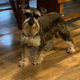 Abel - Miniature Schnauzer
