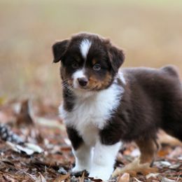 Miniature American Shepherd Puppies from Southern Star Miniature American Shepherds