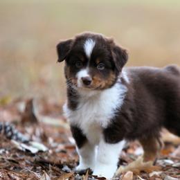 Miniature American Shepherd Puppies from Southern Star Miniature American Shepherds