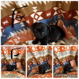 Girl 1 - Black female Pug puppy in Trenton, Tennessee from Brenda's Puppies