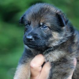 Gray Collar - Sable male German Shepherd puppy in Prospect, Connecticut from Di Massimo Canile