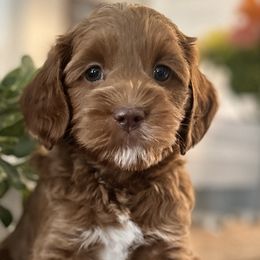 Orion - Red and white Cockapoo puppy in Roseville, California from Darby Park Doodles