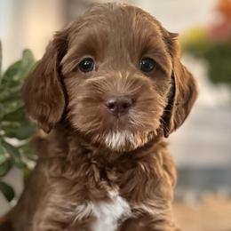 Orion - Red and white Cockapoo puppy in Roseville, California from Darby Park Doodles