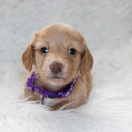 Lily Belle - Cream female Dachshund puppy in Lily, Kentucky from Little Acres Miniature Dachshunds