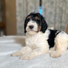 Hank - Tri-color male Bernedoodle puppy in Osage City, Kansas from Golden Ridge Goldens