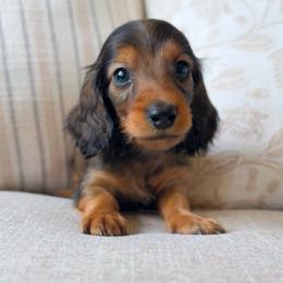 Ryder - Red male Dachshund puppy in Cape Coral, Florida from Dear Dachshunds