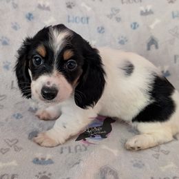 Jazzy - Piebald female Dachshund puppy in Pelion, South Carolina from Doitsujin Dachshunds
