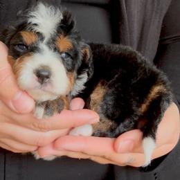 Ron - RED - Tri-color male Bernedoodle puppy in Gilbert, Arizona from Azbernedoodlepuppies