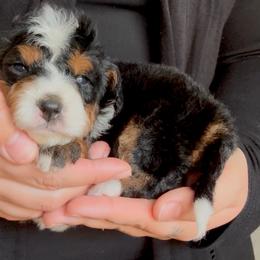 Ron - RED - Tri-color male Bernedoodle puppy in Gilbert, Arizona from Azbernedoodlepuppies