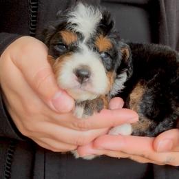 Ron - RED - Tri-color male Bernedoodle puppy in Gilbert, Arizona from Azbernedoodlepuppies