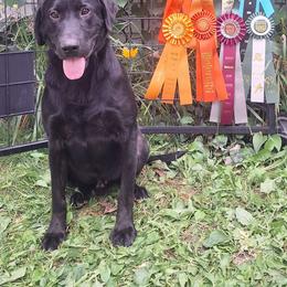 Loki - Labrador Retriever