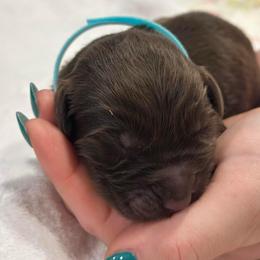 Girl 4 - Brown female Newfoundland puppy in Nacogdoches, Texas from Pete’s Newfies