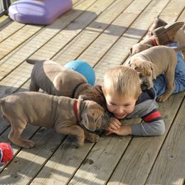 Cane Corso Puppies from Royal Cane Corso
