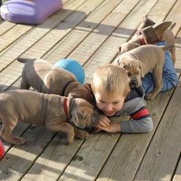 Cane Corso Puppies from Royal Cane Corso