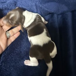 Star - Chocolate and tan female Dachshund puppy in Chillicothe, Ohio from Brittney's Dachshunds