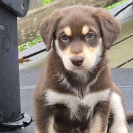 Girl 2: Otter - Red Companion Cross puppy in Arlington, Virginia from The Bosun Dog Project