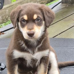 Girl 2: Otter - Red Companion Cross puppy in Arlington, Virginia from The Bosun Dog Project