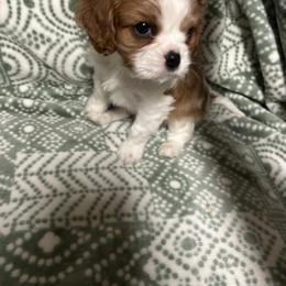Cavalier King Charles Spaniel Puppies from Alexa Southard