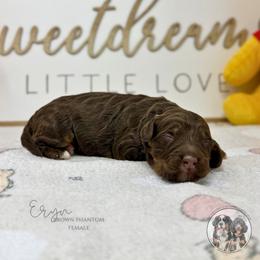 Eryn - Brown female Bernedoodle puppy in Owasso, Oklahoma from Kallams Bernedoodles & Bernese Mountain Dogs