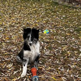 Blue - Old Time Scotch Collie