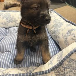 Mr. Brown - Sable male German Shepherd puppy in Berlin, Wisconsin from Gypsy Miracle Kennels