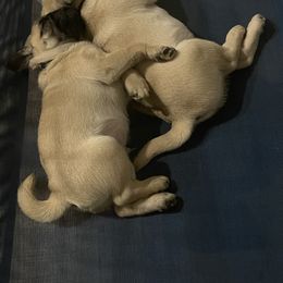 Pug Puppies from Pugalittlefoot
