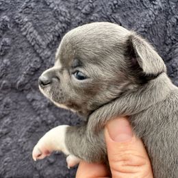 Pixie - Blue and tan female Chihuahua puppy in Coweta, Oklahoma from Green Country Chihuahuas