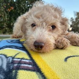 Wayne F1B - Cream male Aussiedoodle puppy in Oklahoma City, Oklahoma from Foneb Farm - The F1B Farm