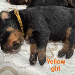 Rottweiler Puppies from Von Der Hügelspitze