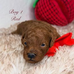 Boy 1 (Red) - Red  male Poodle puppy in Miami, Florida from Katy's Toy Poodles & Doodles