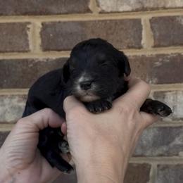 Rolo - Black and white male Sheepadoodle puppy in Cartersville, Georgia from Simply Blessed Doodles
