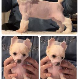 Chinese Crested and Poodle Puppies from Ariella Standard Poodles & Chinese Cresteds