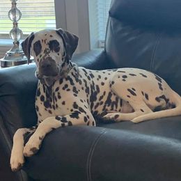Hazel - Dalmatian