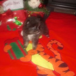 Pomeranian Puppies from Azur Pomeranians