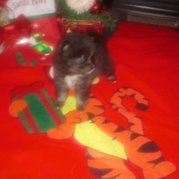 Pomeranian Puppies from Azur Pomeranians