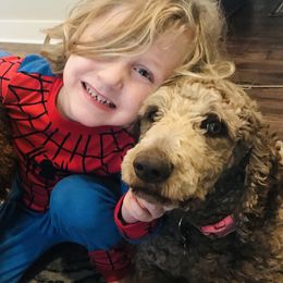 Goldendoodles and Sheepadoodles from Sweet Southern Doodles