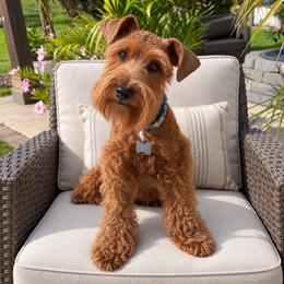 Ru - Miniature Schnauzer