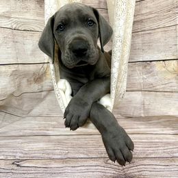 Great Dane Puppies from Lazuli Great Danes