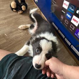 Boy 3 - Blue male Border Collie puppy in Defuniak Springs, Florida from Blue Cypress Stock dogs