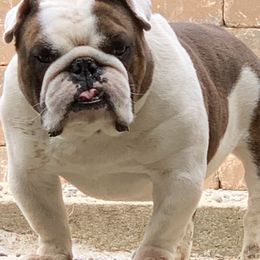 Bulldog puppies from Itsabulldogthing