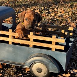 Yellow - Rhodesian Ridgeback puppy from Running From Reality Ranch & Ridgebacks