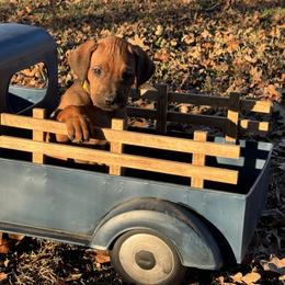 Yellow - Rhodesian Ridgeback puppy from Running From Reality Ranch & Ridgebacks