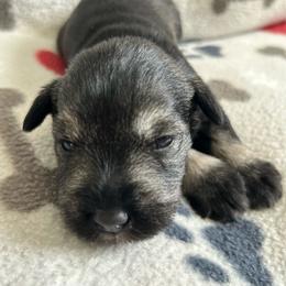 Girl 2 - Salt and pepper female Miniature Schnauzer puppy in Woodburn, Kentucky from Southern Kentucky Schnauzers