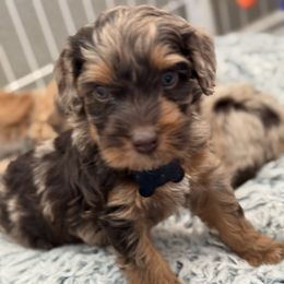 Black collar - Merle male Australian Labradoodle puppy in Fontana, California from Grammy's Puppy Love doodles and poodles