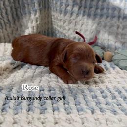 Rose - Red  female Goldendoodle puppy in Phelan, California from High Desert Doodles - the original