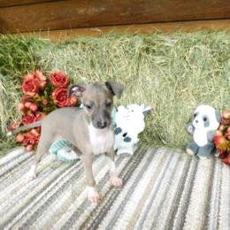 Marissa Male 2 - Blue fawn male Italian Greyhound puppy in Sparta Tn And Caryville Fl, Florida from Summerwind Kennel