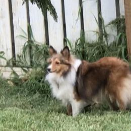 Shetland Sheepdog All Grown Up from Fox Point Farm Toy Shelties