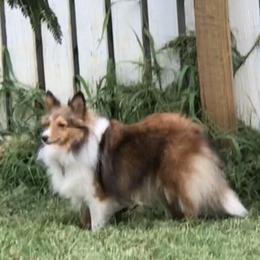 Shetland Sheepdog All Grown Up from Fox Point Farm Toy Shelties