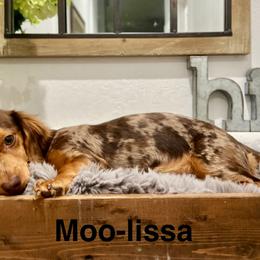Dachshunds from Heather Gonzalez
